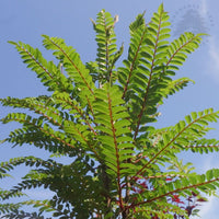 Sorbus 'Glendoick Spire' Rowan