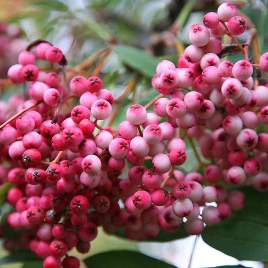 Sorbus hupehensis 'Pink Pagoda' Tree