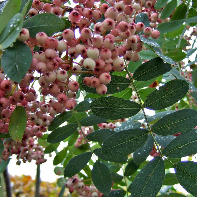 Sorbus hupehensis tree