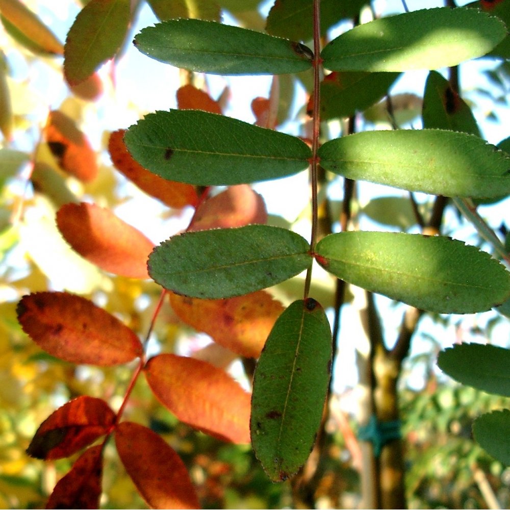 Sorbus hupehensis foliage