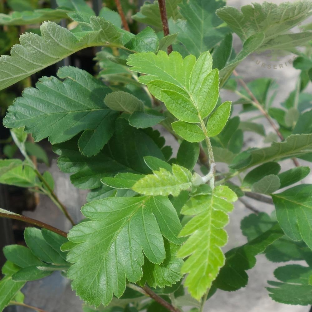 Sorbus hybrida 'Gibbsii'