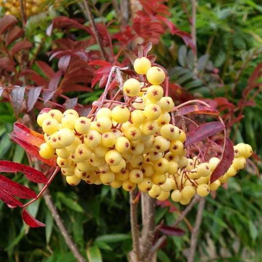 Sorbus 'Joseph Rock' tree