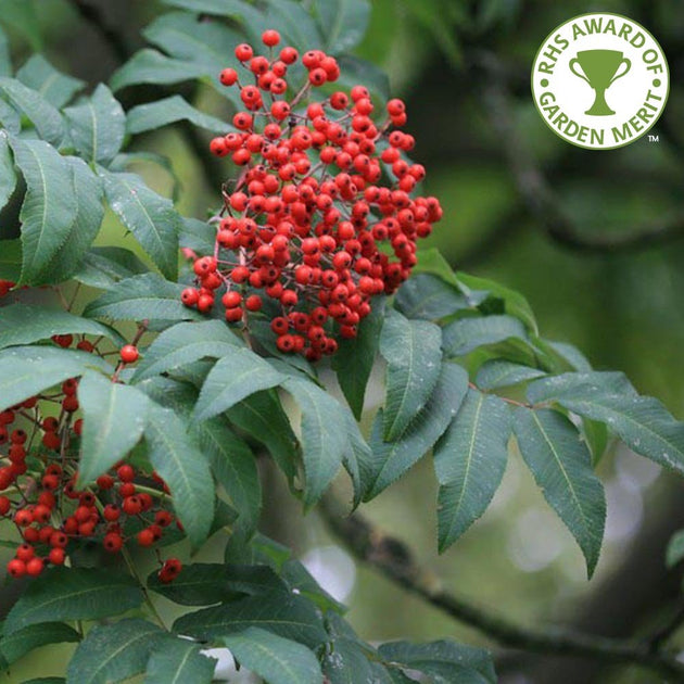 Sorbus sargentiana tree