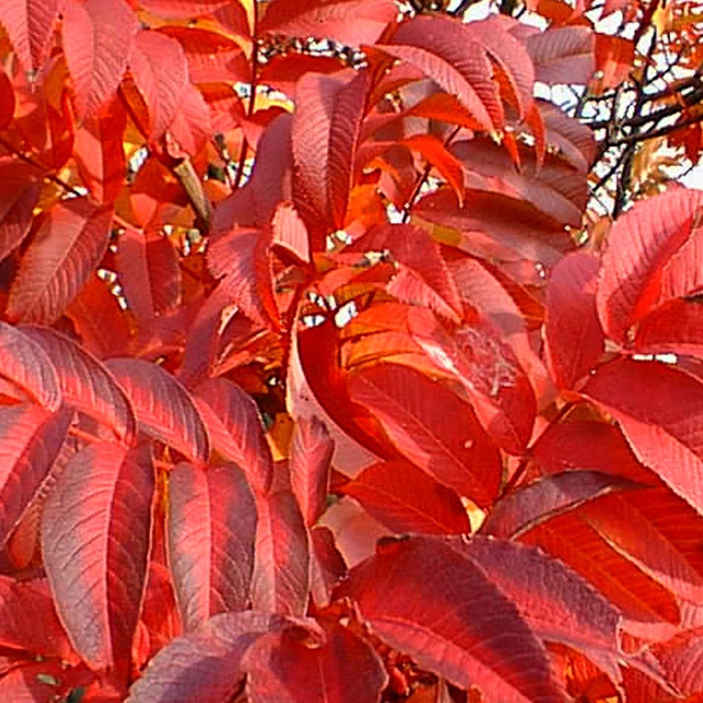 Sargent’s Mountain Ash autumn foliage