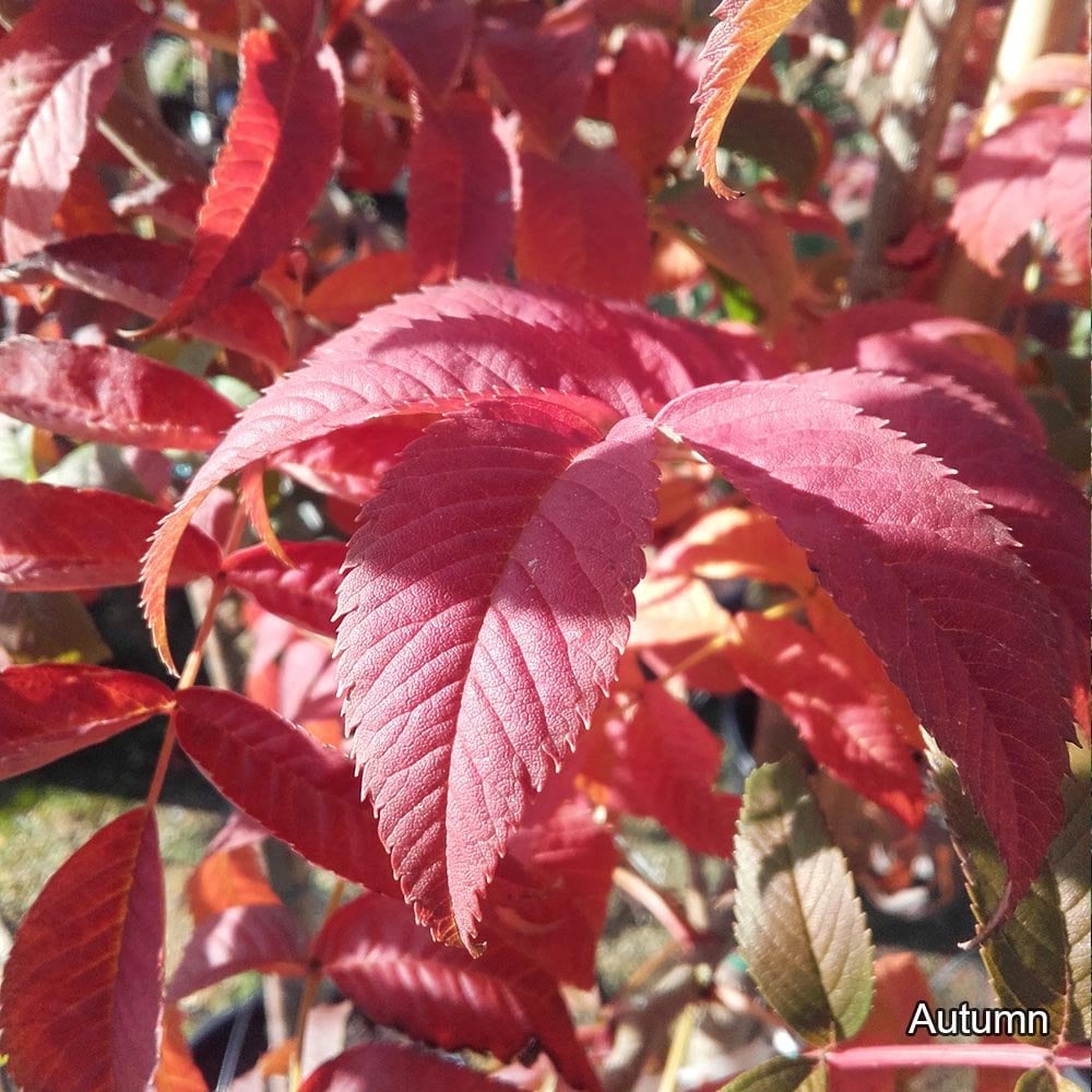 Sargent’s Mountain Ash tree in autumn