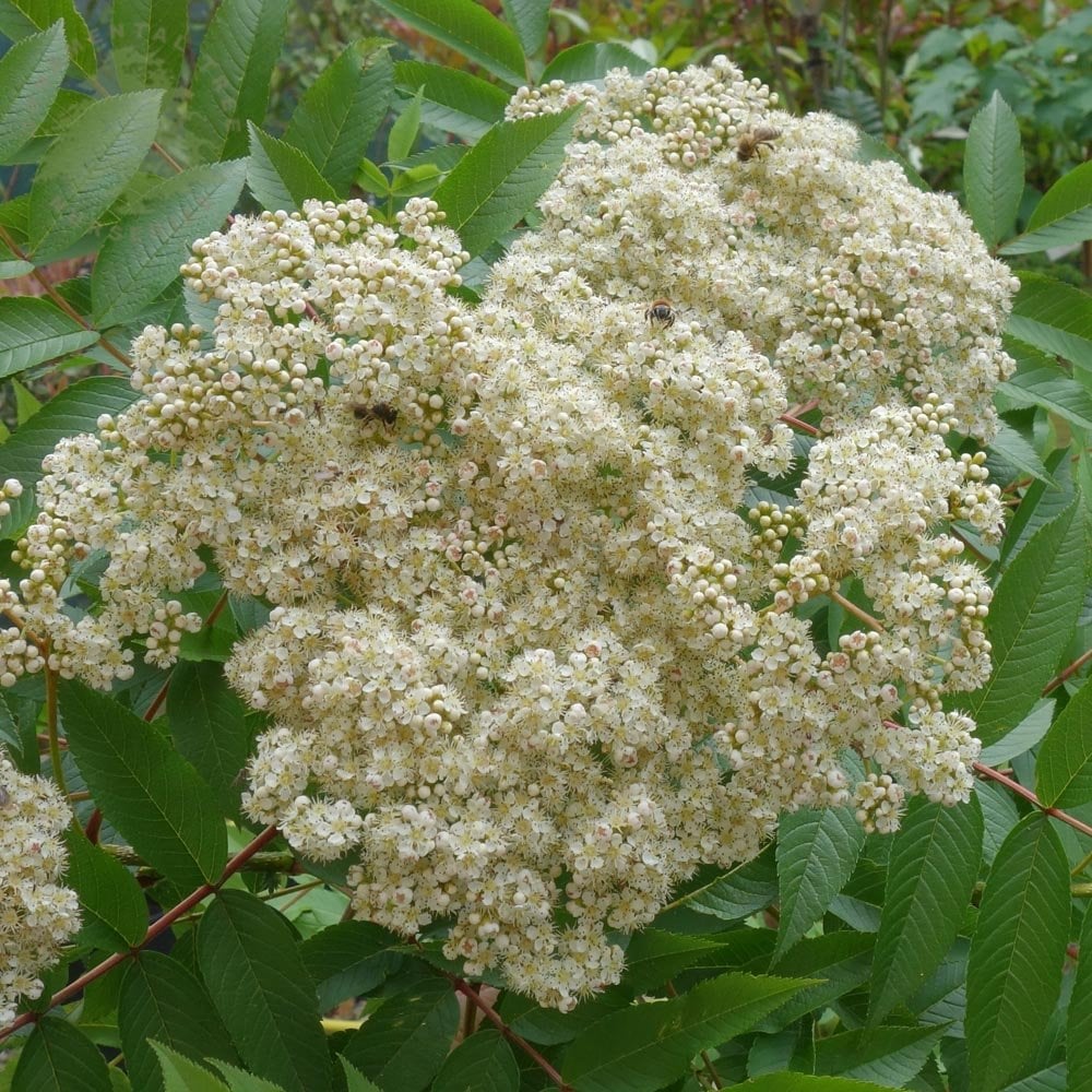 Sorbus sargentiana tree