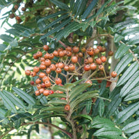 Sorbus scalaris Rowan berries