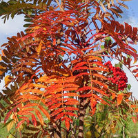 Sorbus scalaris Mountain Ash in autumn