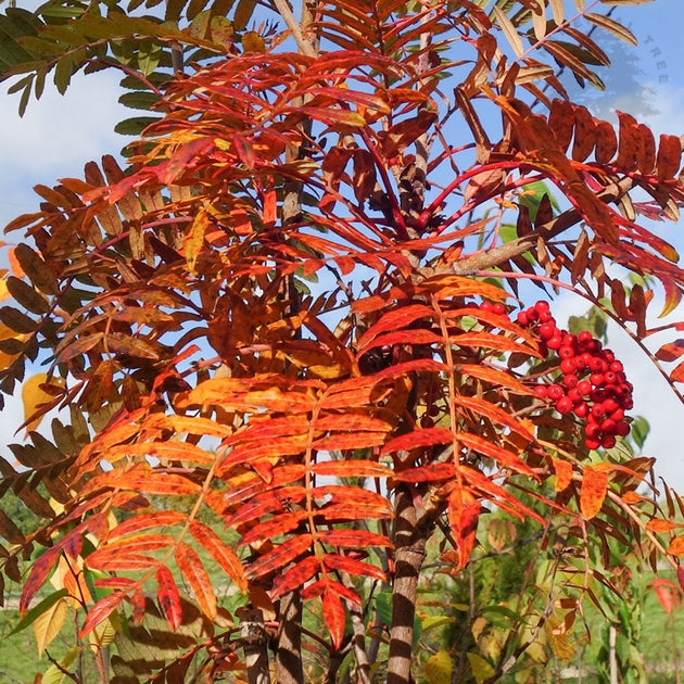 Sorbus scalaris Mountain Ash in autumn