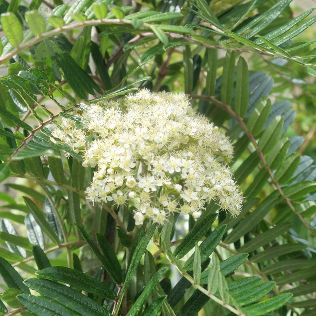 Sorbus scalaris Mountain Ash