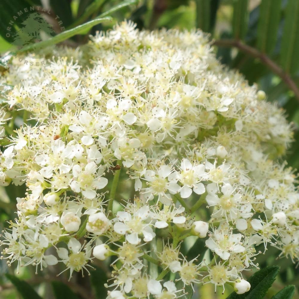 Sorbus scalaris white flowers