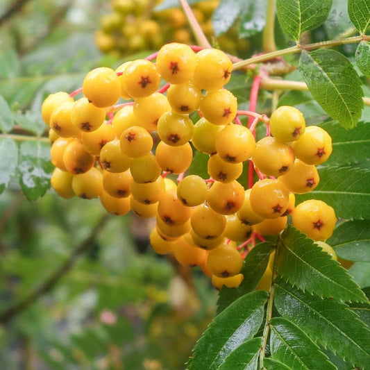 Sorbus 'Sunshine'