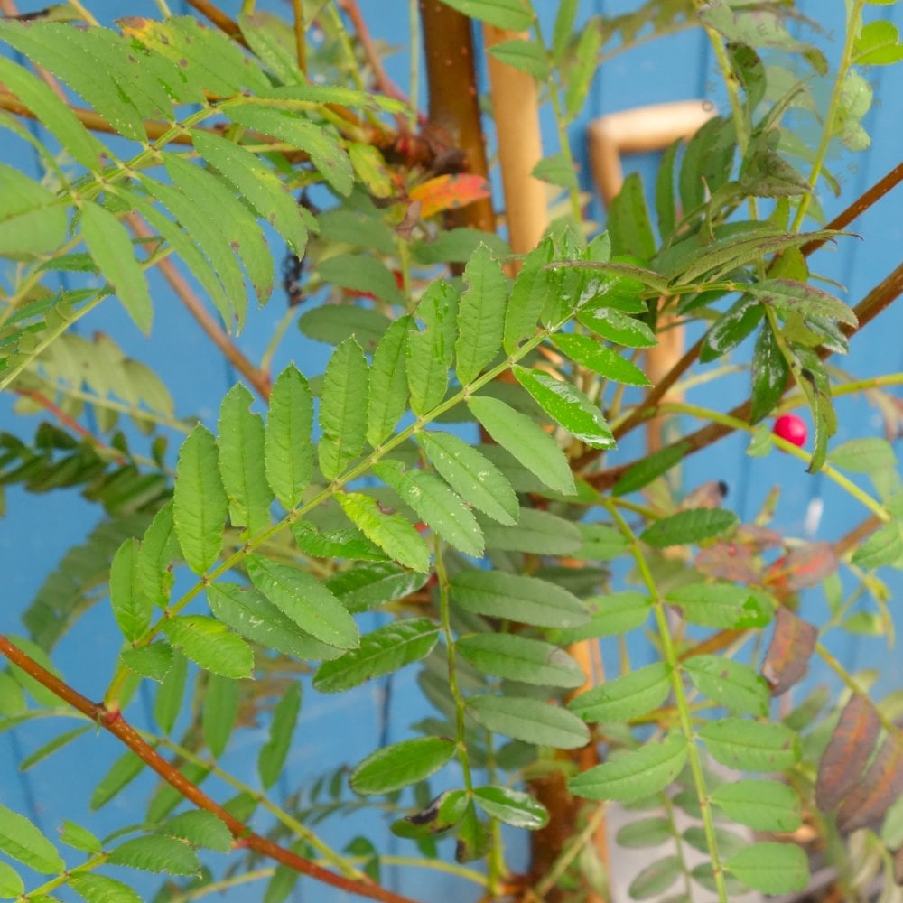 Sorbus Vilmorinii Pink Charm Rowan leaves