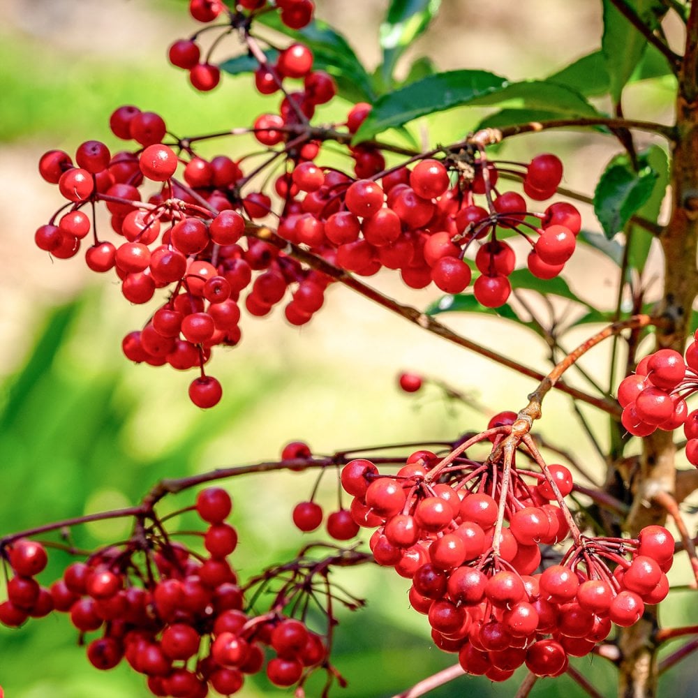 Sorbus Vilmorinii Pink Charm