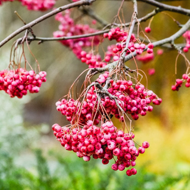 Sorbus Vilmorinii Pink Charm berries fading to pink