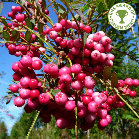 Sorbus vilmorinii tree