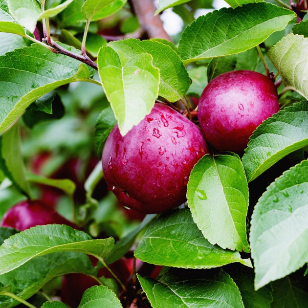 Close up of Spartan Apples