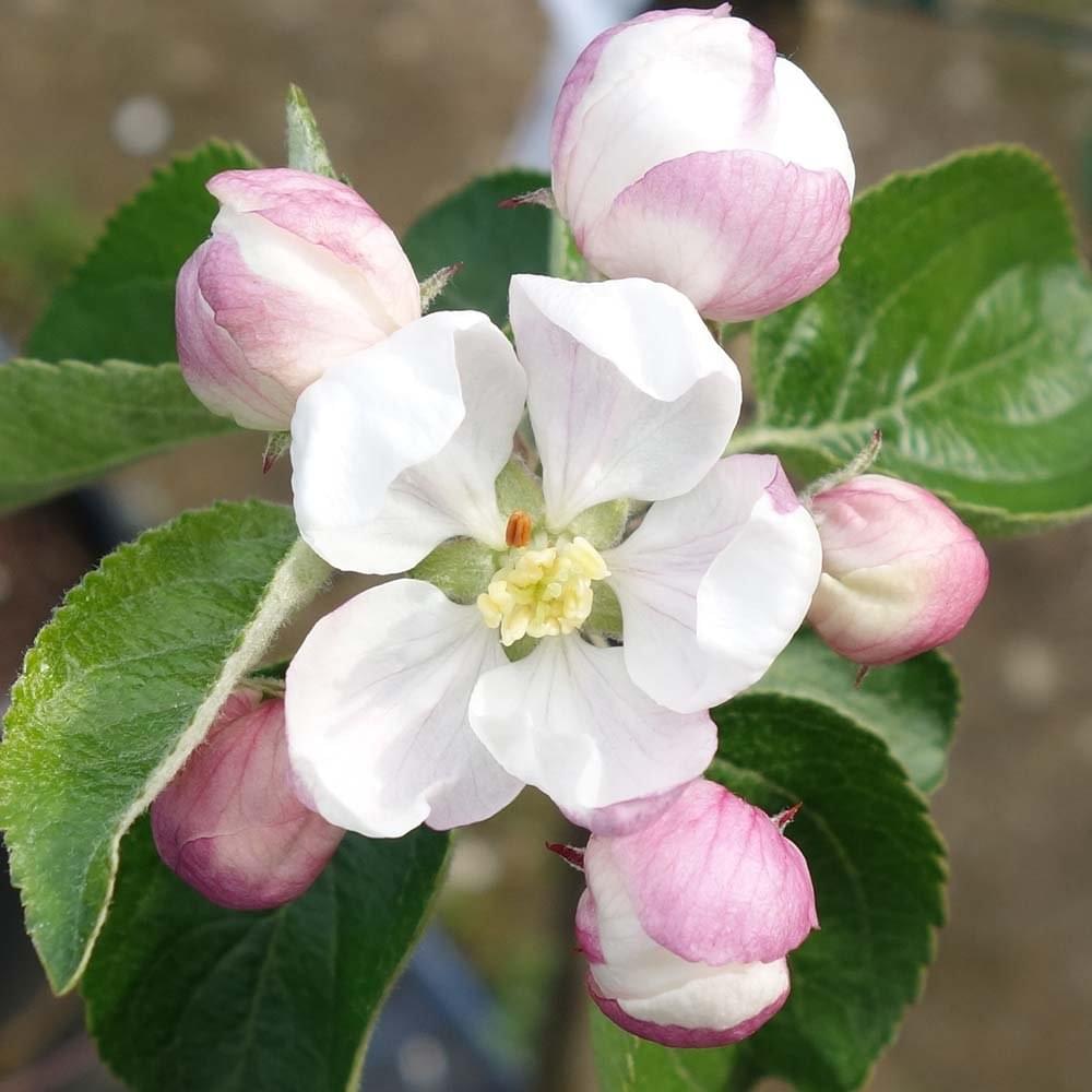 Spartan apple blossom