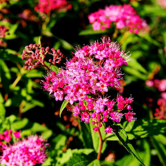 Spiraea japonica 'Anthony Waterer'