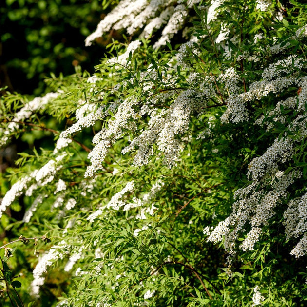 Spiraea nipponica 'Snowmound' shrub