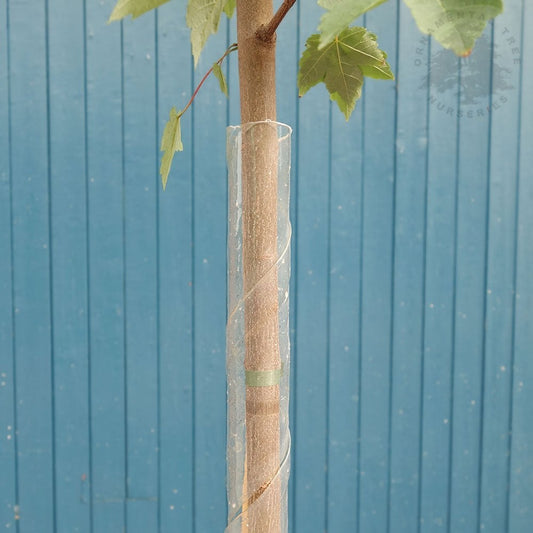 Spiral Tree Guard | Rabbit Guard