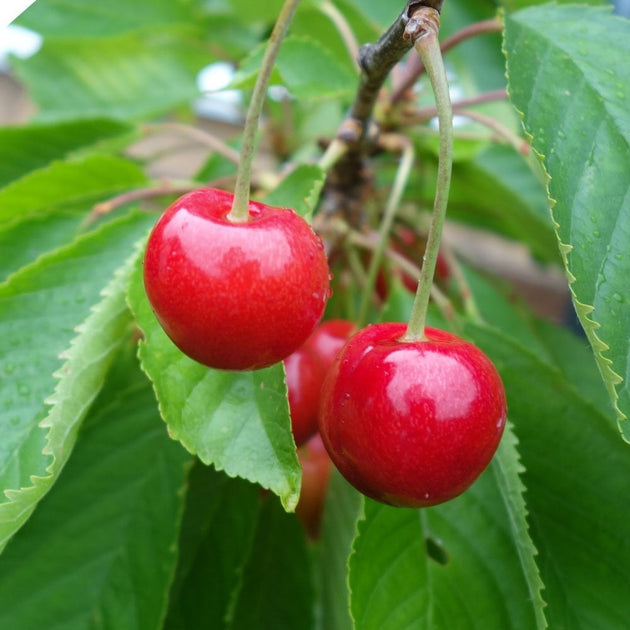 Stella red cherries