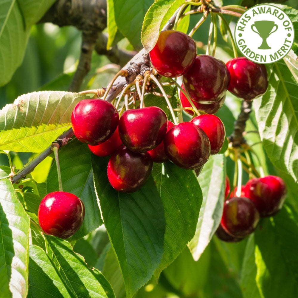 Stella Cherry tree