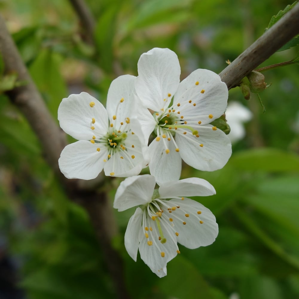 White blossom on Stella Cherry tree