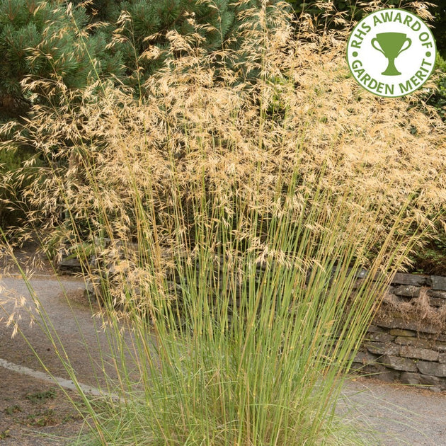 Stipa gigantea Grass