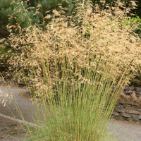 Stipa gigantea Grass