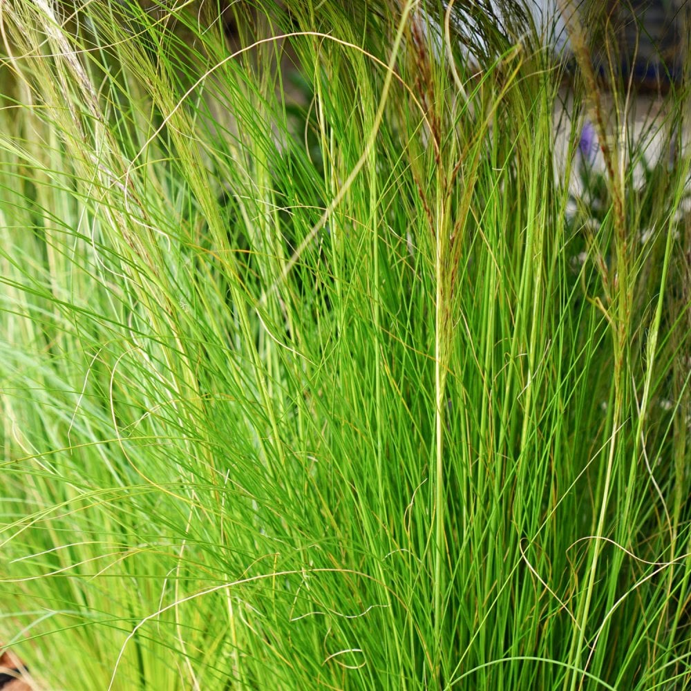 Stipa tenuissima 'Ponytails' Grass