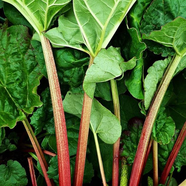 Stockbridge Arrow Rhubarb