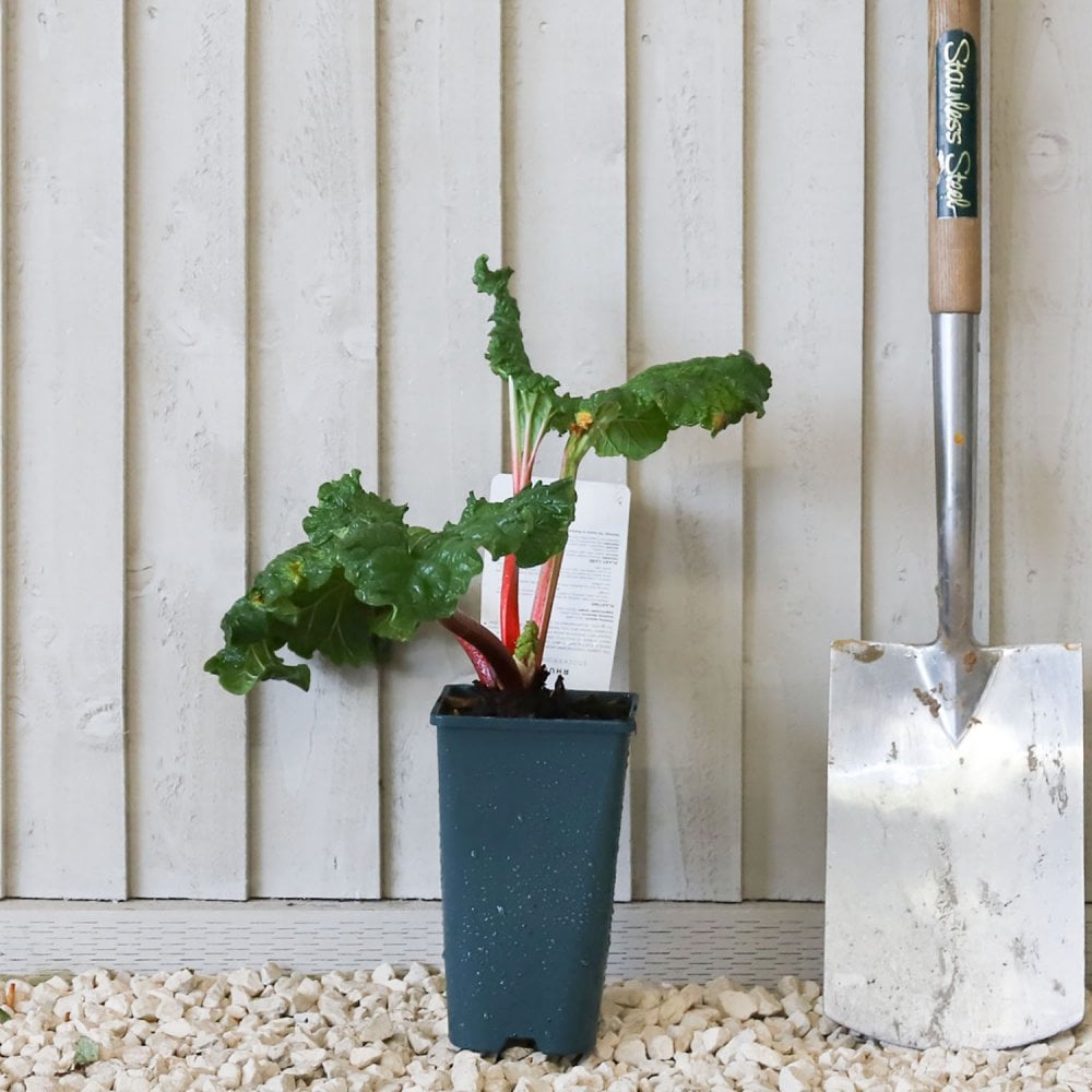 Rhubarb Stockbridge Arrow plant in pot