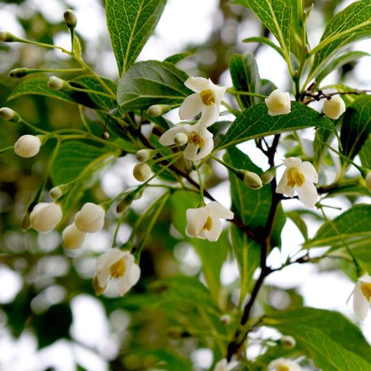 Styrax japonica Snow Cone