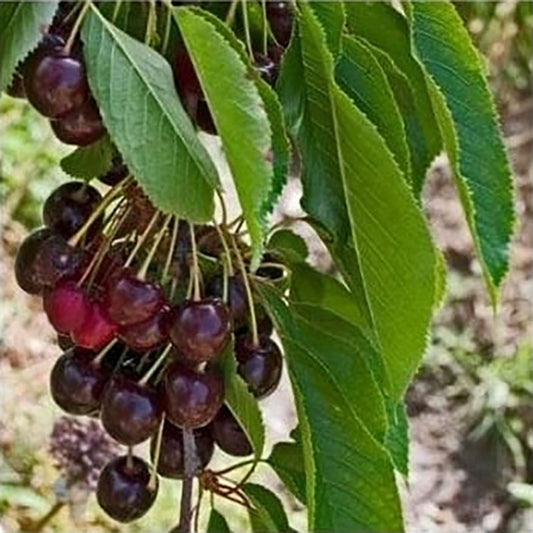 Prunus avium Sunburst Cherry tree