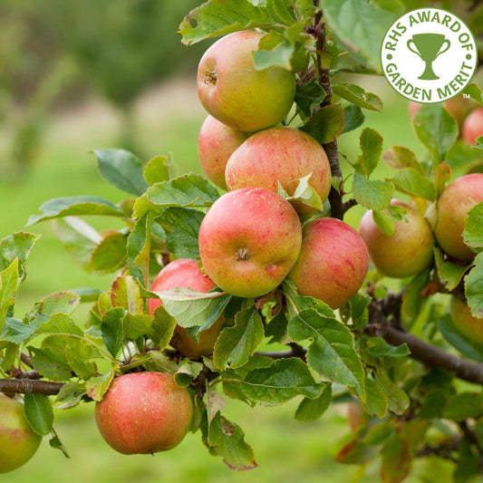 Sunset apple tree