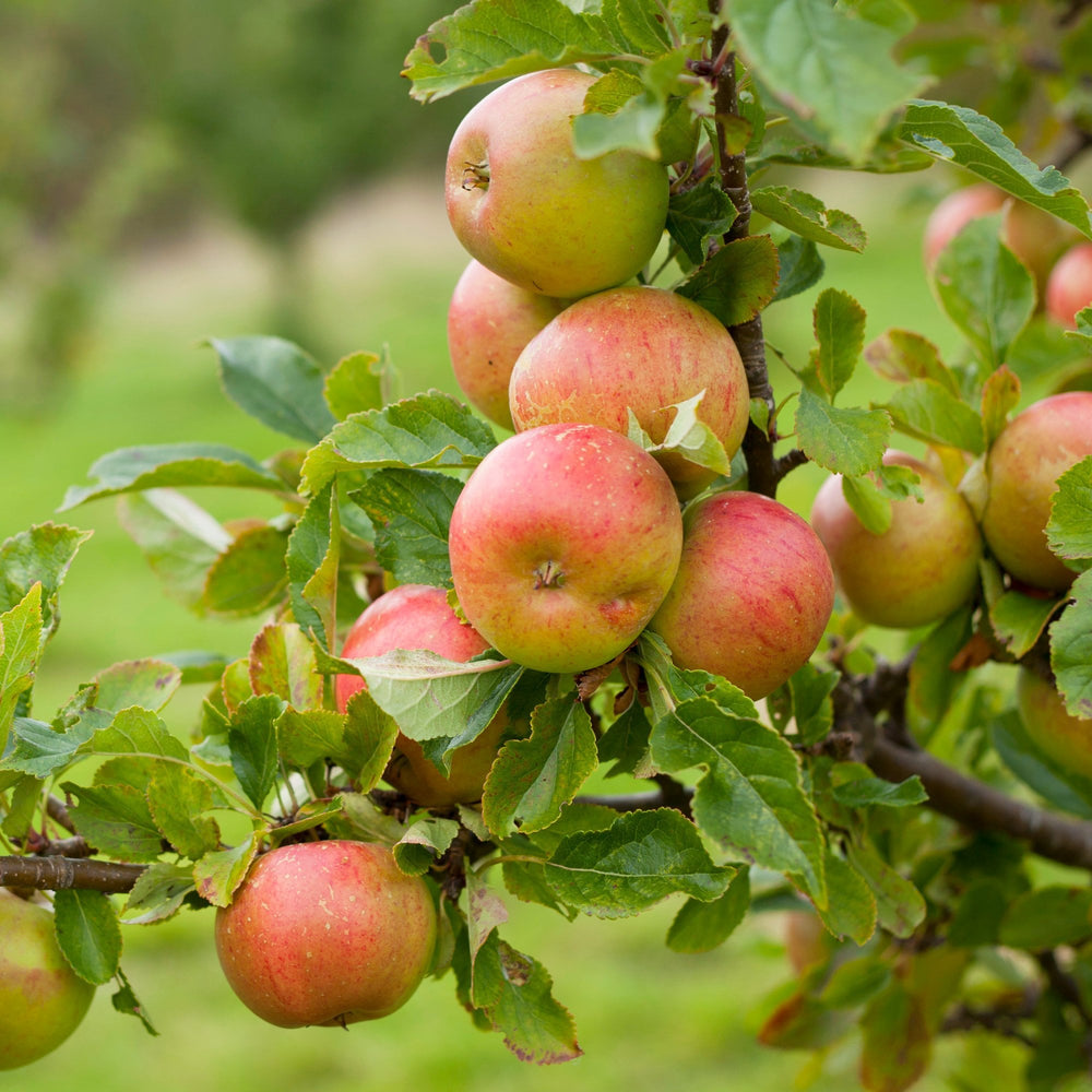 Sunset apple tree