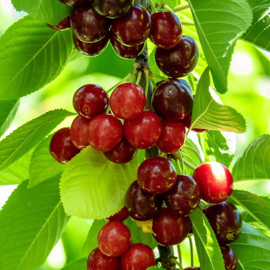 Sweetheart cherry tree