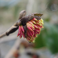 Sycoparrotia semidecidua flower