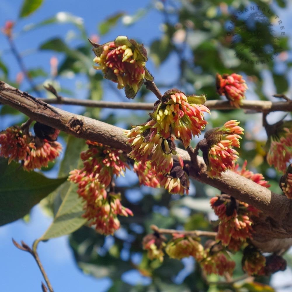 Sycoparrotia semidecidua tree