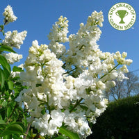 Syringa vulgaris Madame Lemoine