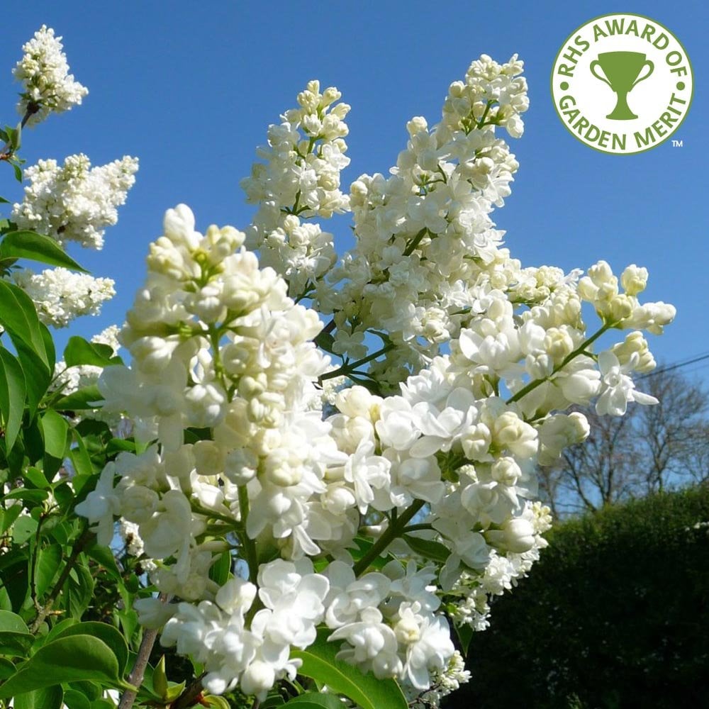 Syringa vulgaris Madame Lemoine