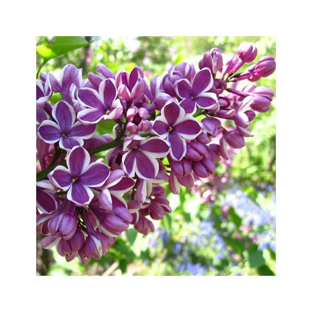 Syringa