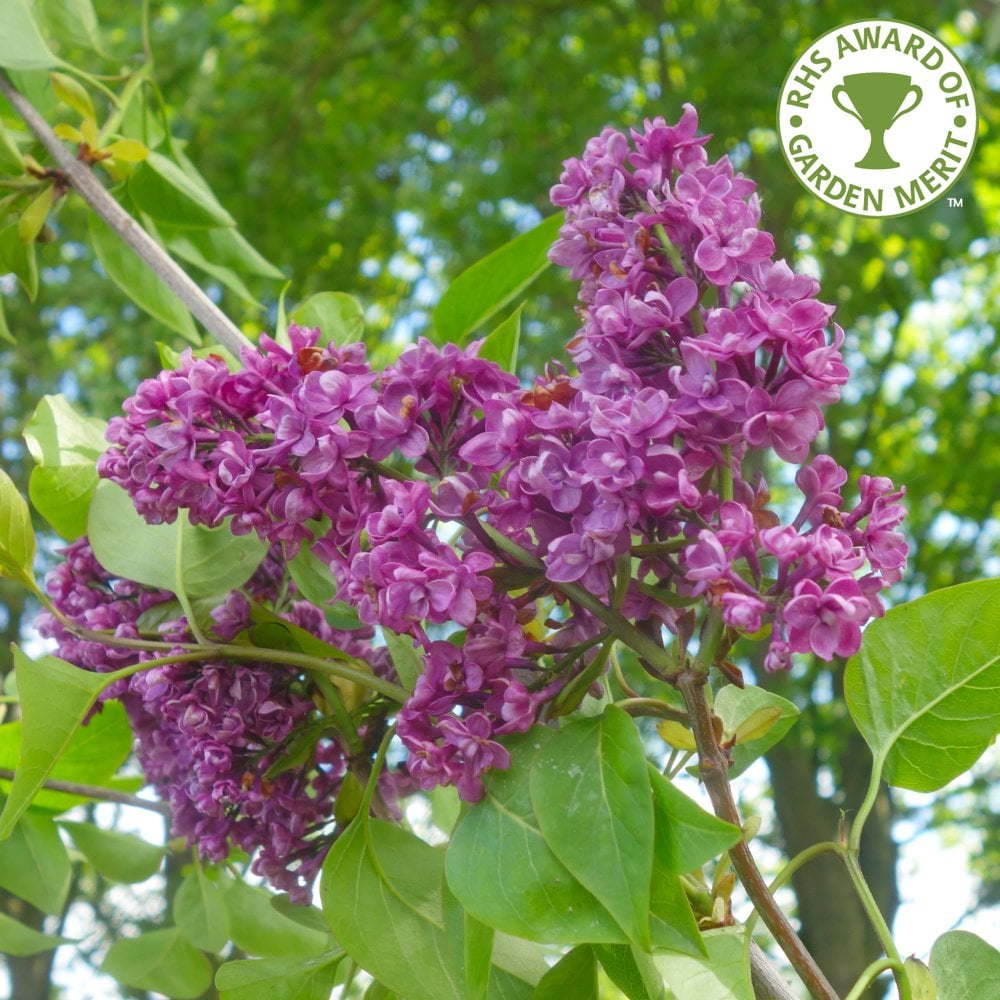 Lilac Trees Bundle