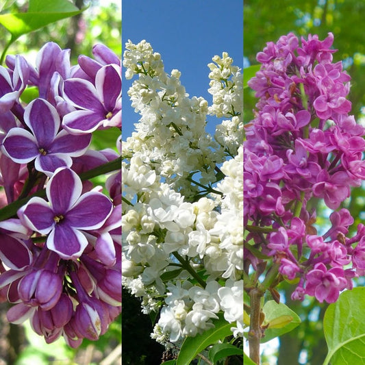 3 different Syringa Lilacs