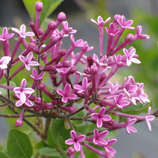 Syringa 'Dark Purple'