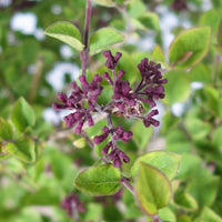 Syringa 'Dark Purple' buds