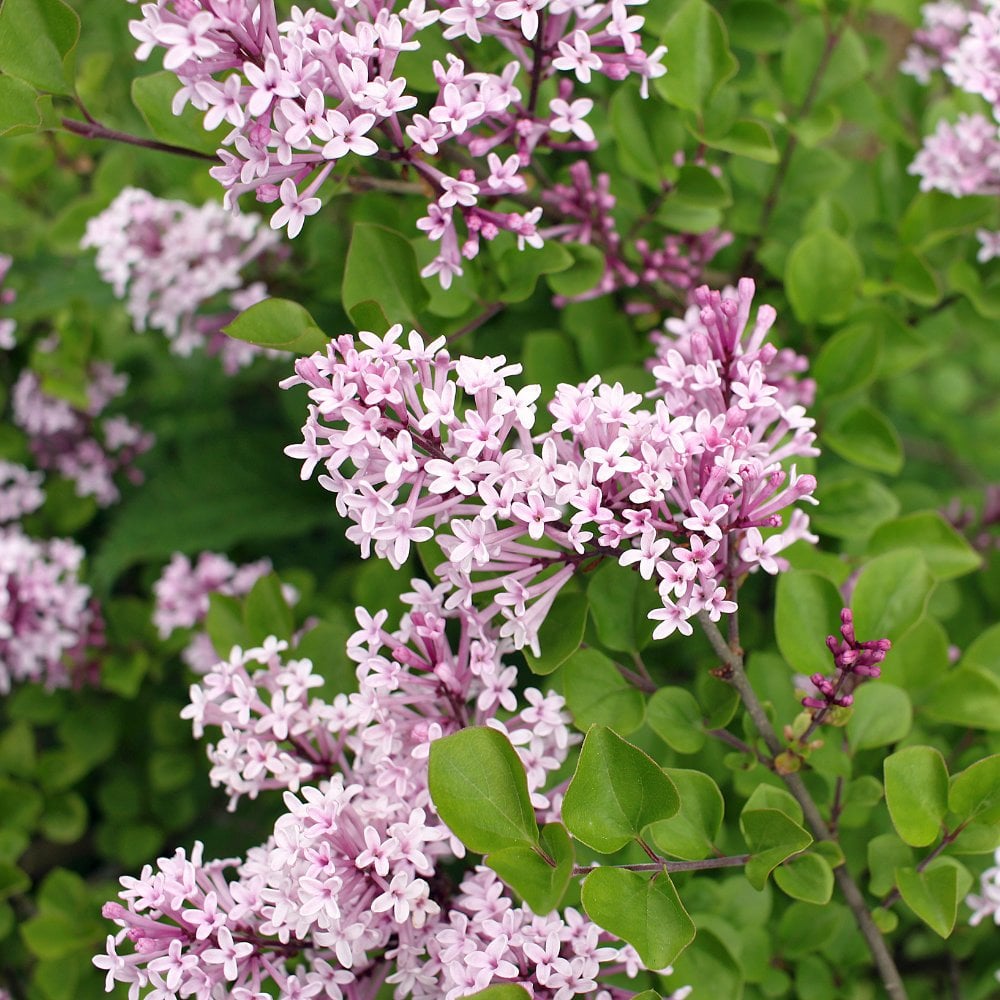 Syringa meyeri Palibin Lilac