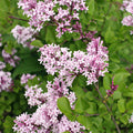 Syringa meyeri Palibin Lilac