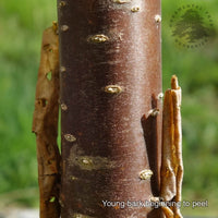 Peeling bark on Syringa China Snow